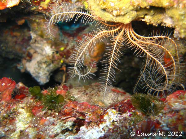 Καταδύσεις & Snorkeling — 2